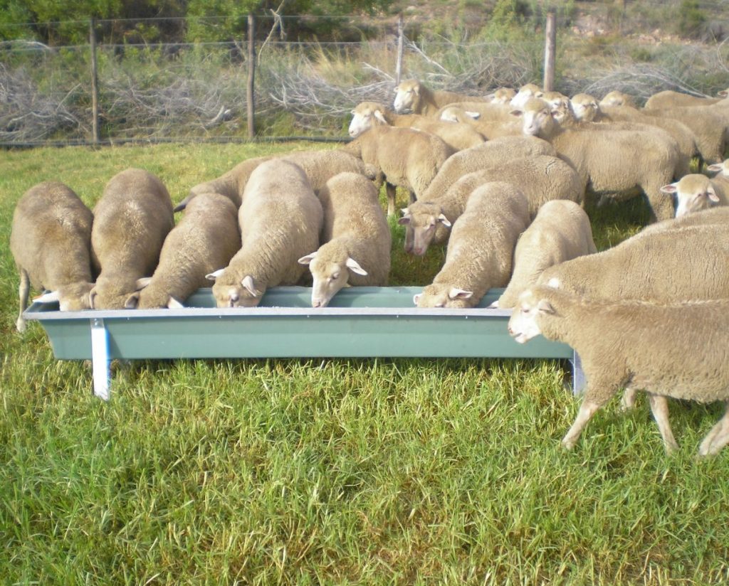 steel frame sheep feeding trough 2